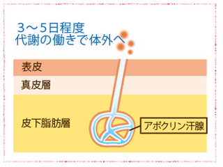 体外へ排出.png