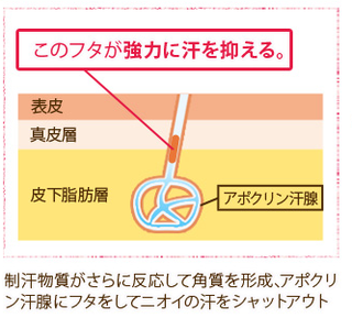 汗腺にフタ.png