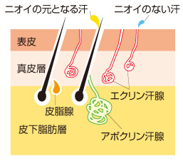 エクリン汗腺とアポクリン汗腺.png